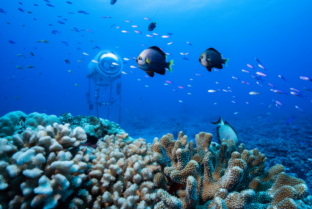 The Truth About the Unexplored 80 Percent of Oceans